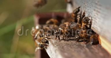 欧洲蜂蜜蜜蜂，蜜蜂，蜜蜂站在蜂巢入口，蜜蜂在通风，蜜蜂在诺曼底，慢