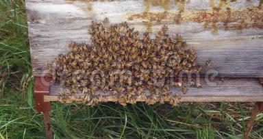 欧洲蜜蜂，蜜蜂蜜蜂，蜜蜂在蜂房入口放牧，诺曼底蜜蜂，实时4K