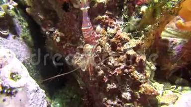 巴伦支海海底的条纹玻璃虾。