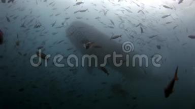 加拉帕戈斯<strong>海底海底</strong>潜水者附近的鲸鲨。