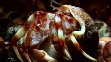 巨蟹座隐士从水下的贝壳里出来，在白海寻找食物。