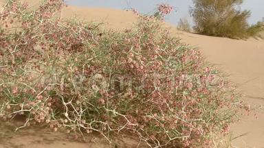 沙质沙漠中的模糊灌木