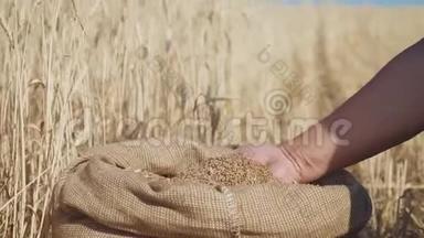 成年农民的手在袋子里摸和筛麦粒。 麦粒一手后丰收.. 农业