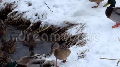 冬天，野鸭在雪的河岸上狂奔