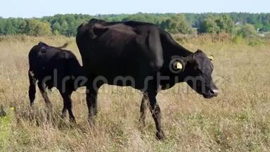 小牛靠近奶牛喝牛奶，吃。 牛群在田里放牧。 农<strong>场</strong>的肉类生产。 夏天温<strong>暖</strong>的一天。