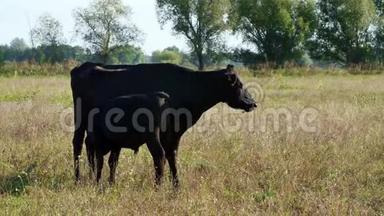 小牛靠近奶牛喝牛奶，吃。 牛群在田里放牧。 农<strong>场</strong>的肉类生产。 夏天温<strong>暖</strong>的一天。