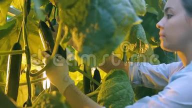 年轻女子在室内农场的温室里切黄瓜果实