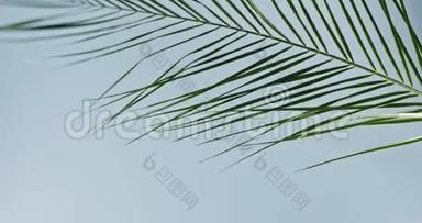一棵绿色热带棕榈树的树枝在蓝色的背景上慢慢摆动。 树枝平稳缓慢的运动.. 影子