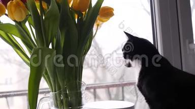 家漂亮的黑白猫旁边一束鲜花<strong>望</strong>着<strong>窗外</strong>.. 一束黄色的郁金香。 慢慢慢慢