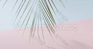 一棵绿色热带棕榈树的枝条在一个粉红色的蓝色背景上<strong>缓慢</strong>摆动。 平稳<strong>缓慢</strong>的运动