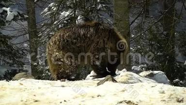 冬天森林里的棕熊。 一只小熊在雪地里吃东西。