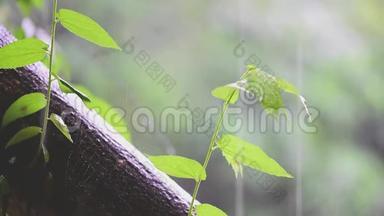 生命之树概念<strong>小树</strong>从一棵大树上<strong>长大</strong>。 在雨和阳光下