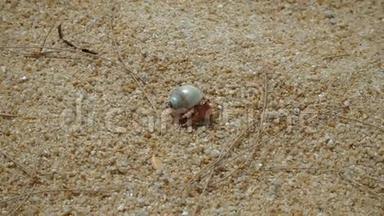 巨蟹座<strong>隐士</strong>在沙滩上奔跑
