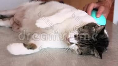 关心猫的皮毛。 用梳子梳理猫的手。 男人在桌子上刷毛和刷猫的毛梳。 猫喜欢和她的主人在一起。