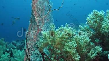 海扇安尼拉。 在红海水下喂食。 埃及