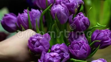 花匠把新鲜的紫色郁金香放在花瓶里。