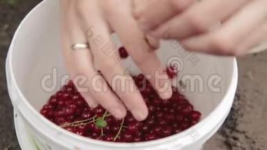 女人在收集浆果的时候，把红醋栗放在桶里. 在水<strong>果园采摘</strong>浆果