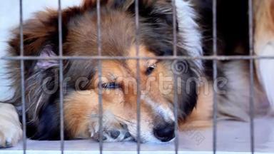 关闭一个雪兰牧羊犬躺在笼子里睡着的视频，眼睛半开到完全关闭，4k电影