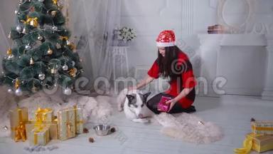 在新年庆祝活动中，哈士奇狗在圣诞树附近得到礼物。