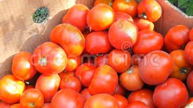 从花园里摘来的一大批美味的西红柿，放在靠近视野的纸板箱里