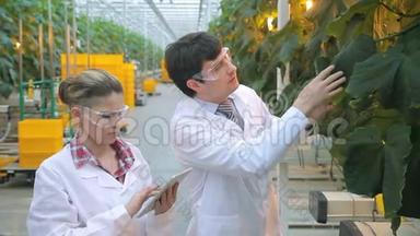 两名实验室助理在<strong>农业生产</strong>中检查黄瓜的叶子。