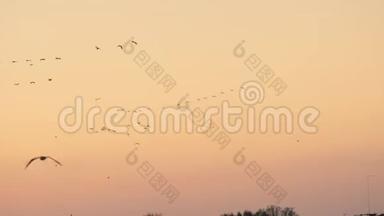 一群鸟飞过粉红的晚霞背景