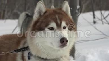 冬季运动比赛前哈士奇犬种的肖像-雪橇狗比赛