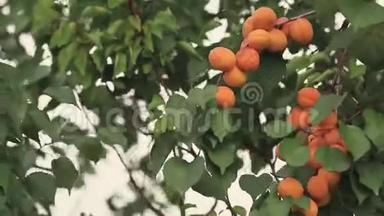 <strong>汁水</strong>美丽，令人惊叹的杏子果实在树枝上，阳光明媚的夏天，和微风一起度过美好的一天。 浅埋的场地
