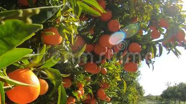西班牙橘子园。 橘子树，有许多水果在蓝天与阳光。 花园中的有机水果
