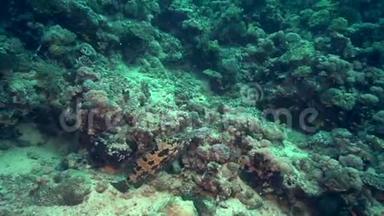 苏丹红海珊瑚中橙斑石斑石斑鱼