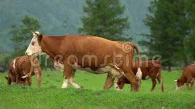 奶牛在山脚的高山草甸上放牧。 画面的一天，<strong>绚丽</strong>的一幕.. 欧洲。 生态概念。 美容