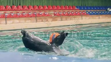 海豚馆游泳池训练时海豚手拿带鳍的球