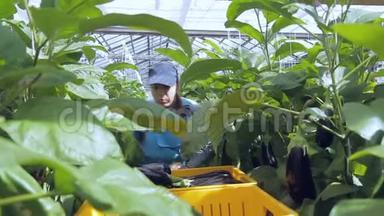 青年妇女在农业生产温室收获茄子。