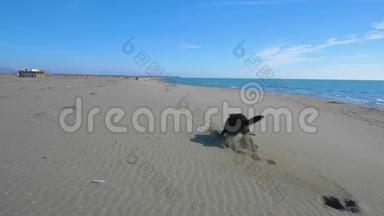 黑狗抓着木棍在<strong>靠近</strong>海岸线的海滩上奔跑