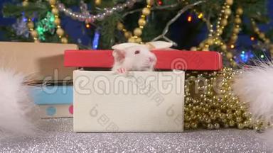 一只<strong>小白鼠</strong>在圣诞树和礼物的背景下从礼品盒中窥视。 2020年动物标志