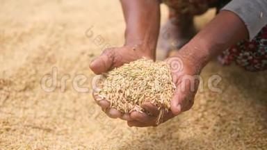 亚洲老农妇女手里拿着米饭。 在田里吃满米饭的女人。 农业收获4K