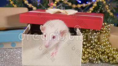 一只<strong>小白鼠</strong>在圣诞树和礼物的背景下从礼品盒中窥视。 2020年动物标志