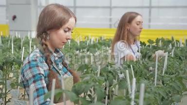 青年员工在室内农业生产的温室里系番茄幼苗.