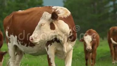 奶牛在山脚的高山草甸上放牧。 画面的一天，绚丽的一幕.. 欧洲。 生态概念。 美容