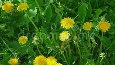 上图为爱尔兰雏菊或蒲公英，在茂盛的草地上盛开的黄色小丹冬花，低角度拍摄