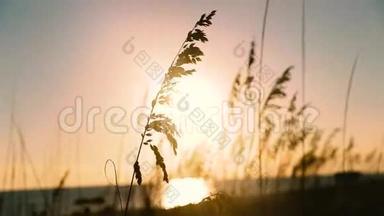 阳光明媚的一天风吹在海岸的沙丘草地上。 佛罗里达
