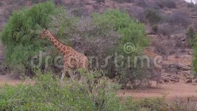 非洲草原上的长颈鹿，桑布鲁，吃着树木的叶子