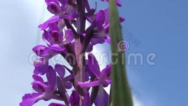 兰花的吉祥物早紫色的兰花，开花植物从草原的景观公园