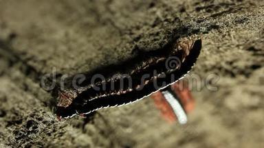 Millipede Mating2