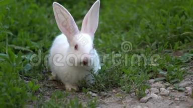 搞笑小白兔吃青草