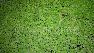 莱姆娜小属浮萍或较小的浮萍，是莱姆娜属的水生淡水植物。