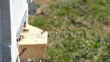 蜜蜂收集花花粉，放在<strong>春</strong>天的蜂巢里。 阿皮特拉伊。 <strong>养</strong>蜂产品。