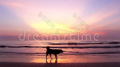 在热带<strong>海岸海滩</strong>上<strong>日出</strong>，一只狗在<strong>海滩</strong>上散步。