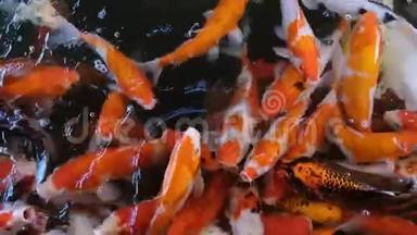 慢动作喂食五颜六色的花式鲤鱼鱼的<strong>锦鲤鱼</strong>挤在游泳池里争夺食物，全高清。