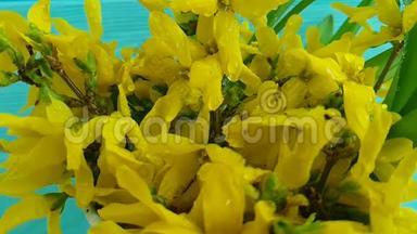 黄色美丽的花朵自然春天黄色的春天花黄色的春天花滴水，慢动作